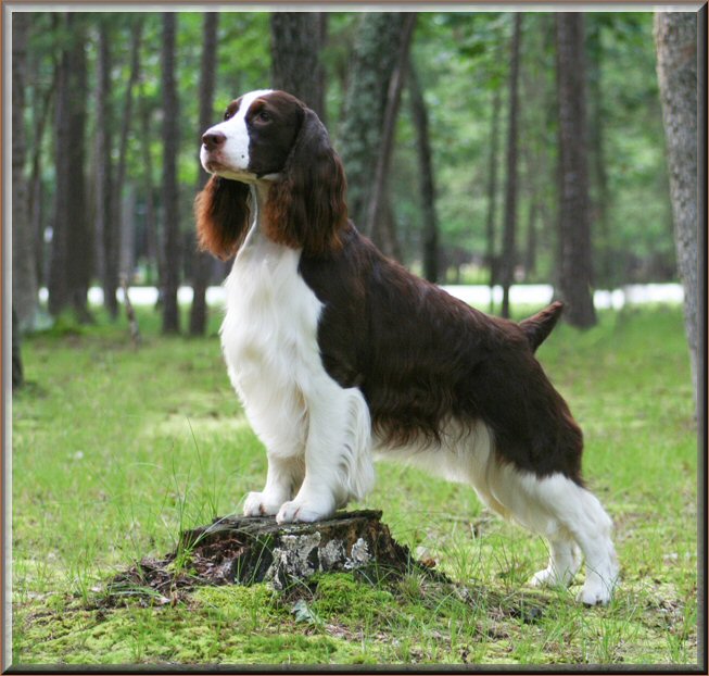 english springer spaniel kennel